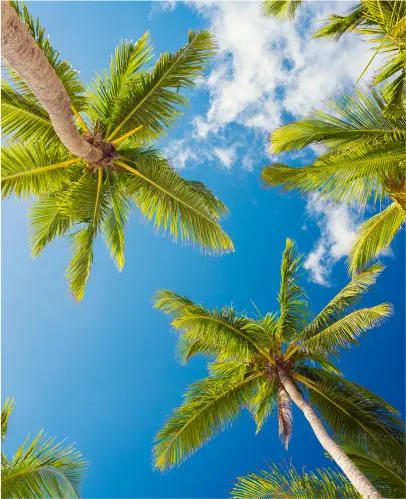 Tall palm trees viewed from below against a bright blue sky with scattered white clouds.