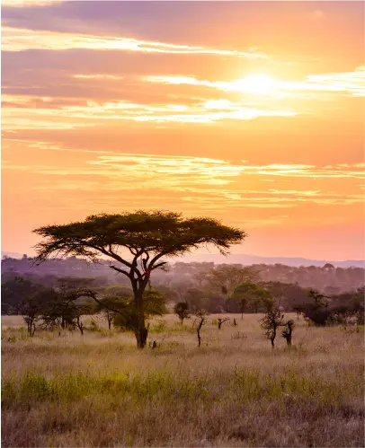 Sunset over an African savanna with a lone acacia tree in the foreground and a vibrant sky.
