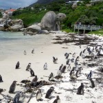 Beach with penguins 