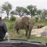 Elephant behind safari vehicle 
