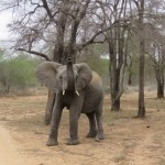 Elephant raising trunk