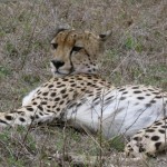 Cheetah laying down in the savanna
