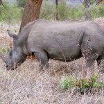 Rhino in the savanna